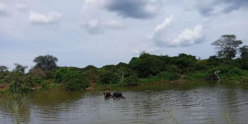 Minneriya National Park Safari - Entrance Fee Included - What the private format changes