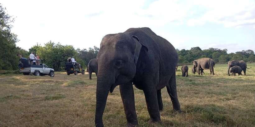 Minneriya National Park Safari - Entrance Fee Included - Is $110 a fair price?