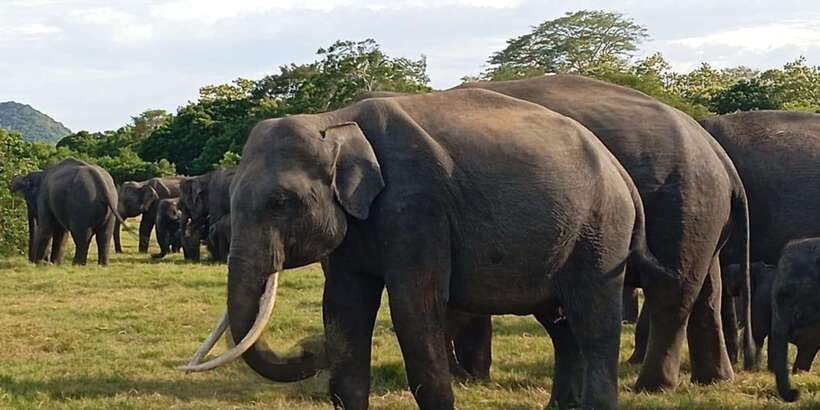 Minneriya National Park Safari - Entrance Fee Included - Weather, timing, and realistic expectations