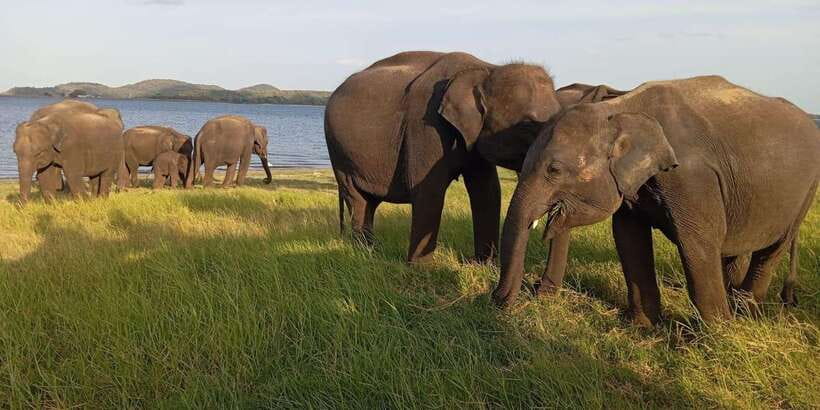 Minneriya National Park Safari - Entrance Fee Included - The 30-minute ride to the park