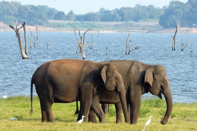 Minneriya National Park Safari from Habarana - The 2:00 pm pickup from Habarana