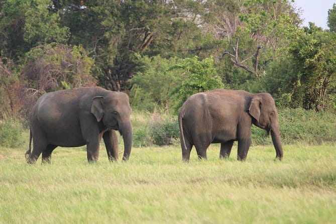 Minneriya National Park Safari from Habarana - What makes the private jeep worthwhile