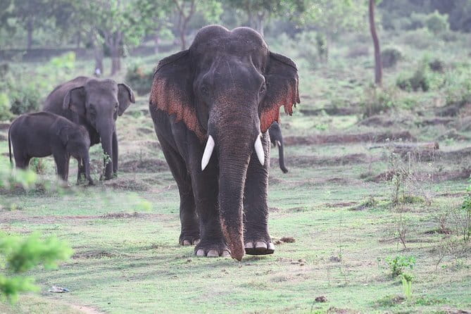 Minneriya National Park Safari from Habarana - Morning, afternoon, or full-day timing