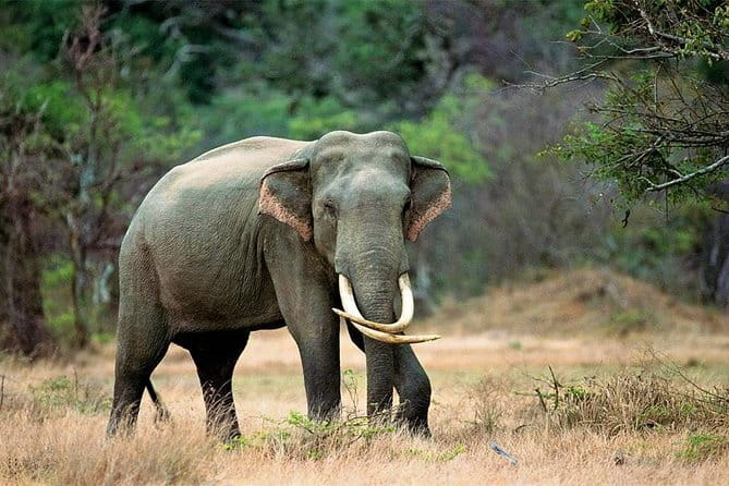 Minneriya National Park Safari from Habarana - Price, inclusions, and the real value