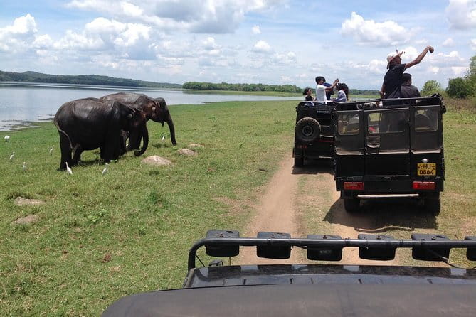Minneriya National Park Safari from Habarana - Who should book this safari