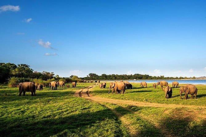 Minneriya National Park Safari from Habarana - Three hours inside Minneriya National Park