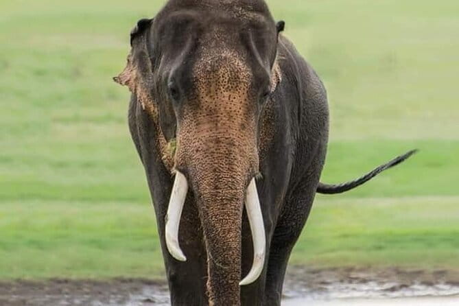 Minneriya National Park Safari [private , full package] - Why Minneriya is famous for elephants