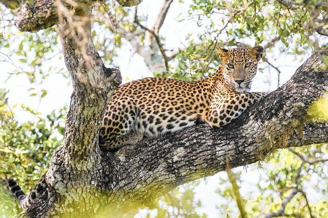 Minneriya National Park Safari [private , full package] - Morning or afternoon: choosing your departure