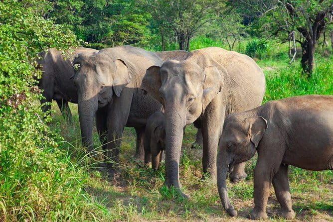 Minneriya National Park Safari [private , full package] - Beyond elephants: buffalo, monkeys, and birds