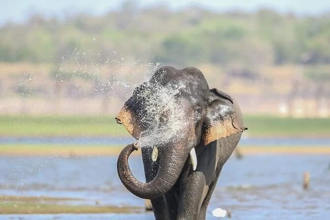 Minneriya National Park Safari [private , full package] - Starting from Dambulla with a private pickup