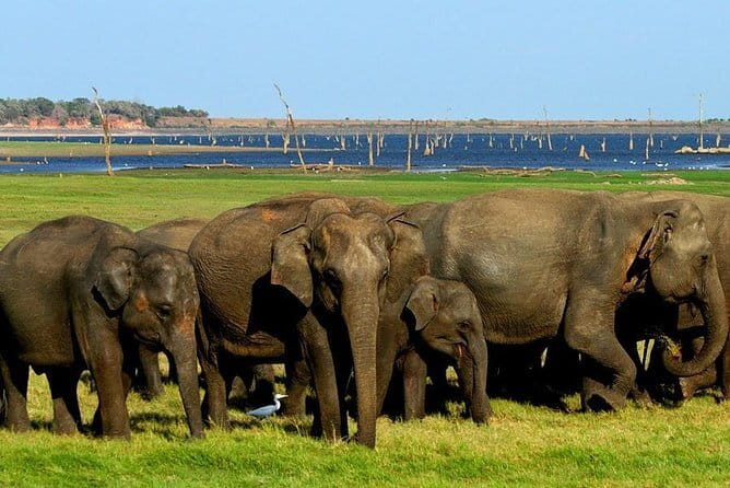 Minneriya National Park Safari - Private Jeep with Hotel Pickup - Who will enjoy this safari most?