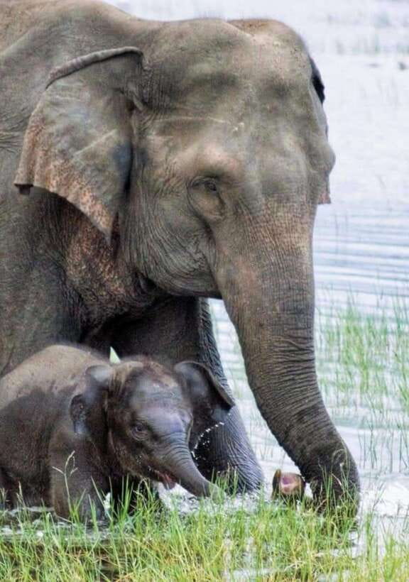 Minneriya National Park Wild Elephant Safari - Private - Why Minneriya Tank draws so many elephants