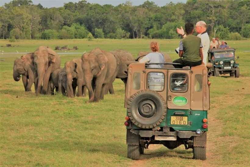 Minneriya National Park Wild Elephant Safari - Private - A private jeep does not mean a private park