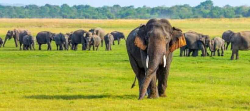 Minneriya National Park Wild Elephant Safari - Private - The guide makes a real difference