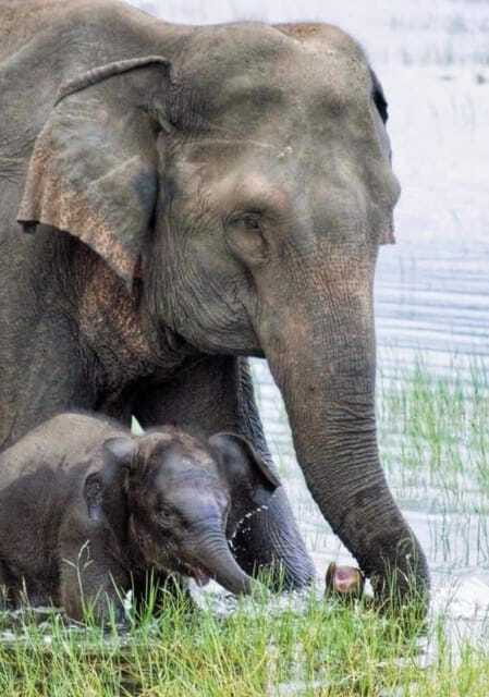Minneriya National Park Wild Elephant Safari - Private - Who should choose this safari?