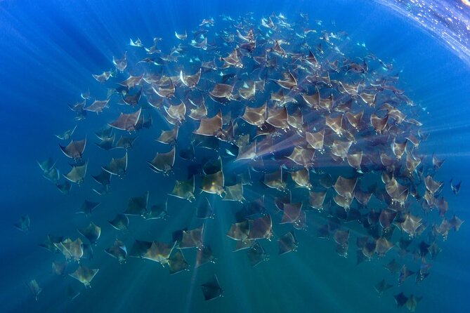 Mobula Ray and Ocean Safari Day Trip - Key points before you book