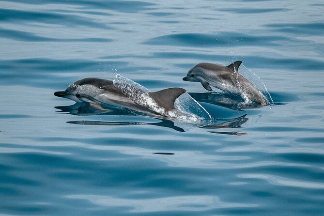 Mobula Ray and Ocean Safari Day Trip - Four to six hours searching for mobula rays