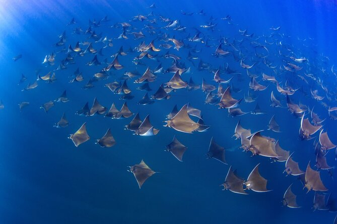 Mobula Ray and Ocean Safari Day Trip - Wildlife beyond the rays