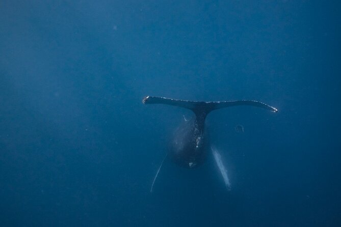 Mobula Ray and Ocean Safari Day Trip - A picnic on the boat, then the return drive