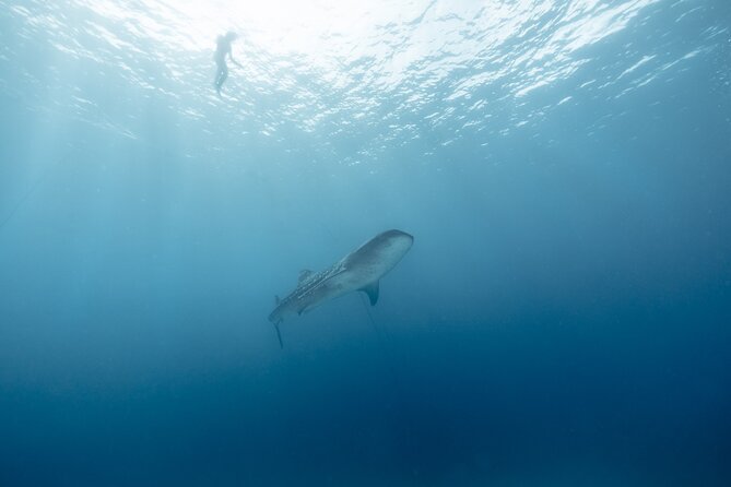 Mobula Ray and Ocean Safari Day Trip - The guides and the feel of the day