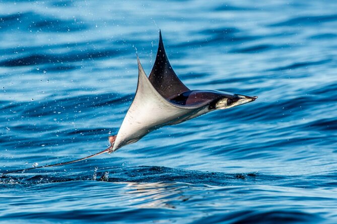 Mobulas Safari and Wildlife in La Ventana with a Marine Biologist - Key points to know before booking