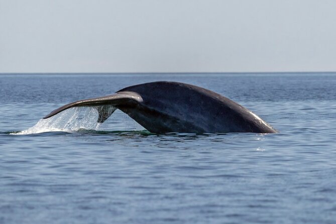 Mobulas Safari and Wildlife in La Ventana with a Marine Biologist - From whales and dolphins to sea lions on the rocks