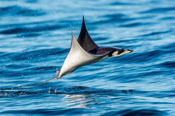 Mobulas Safari and Wildlife in La Ventana with a Marine Biologist - Snorkeling, coral reefs, and time in the water