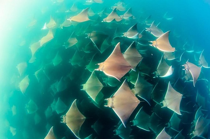 Mobulas Safari and Wildlife in La Ventana with a Marine Biologist - Is $214.94 a fair price?