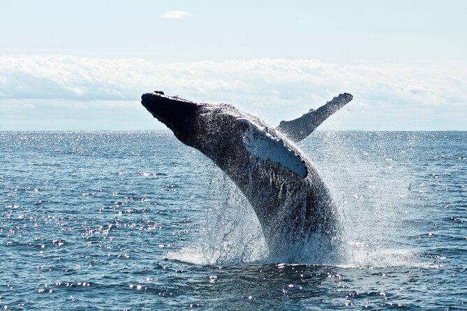 Mobulas Safari and Wildlife in La Ventana with a Marine Biologist - Searching Punta Arena and Cerralvo Island