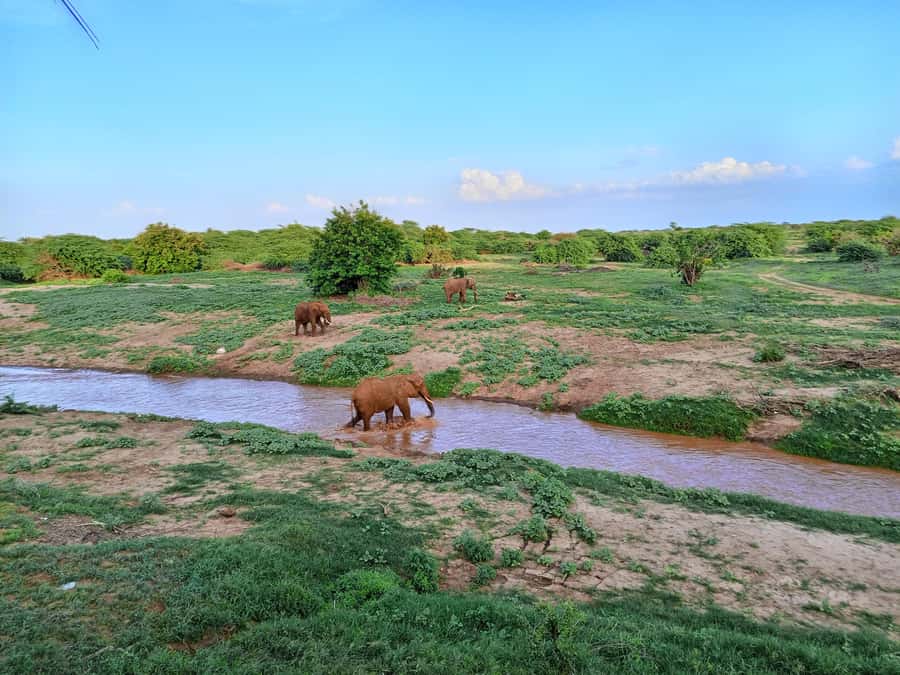 Mombasa: Tsavo East Ngutuni Sanctuary Overnight Safari - Leaving the coast before sunrise
