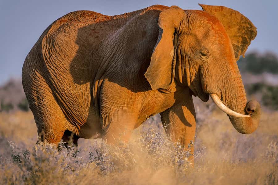 Mombasa: Tsavo East Ngutuni Sanctuary Overnight Safari - Lunch at Ngutuni Safari Lodge