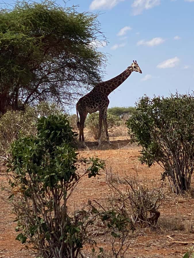 Mombasa: Tsavo East Ngutuni Sanctuary Overnight Safari - Your first look at Ngutuni Sanctuary