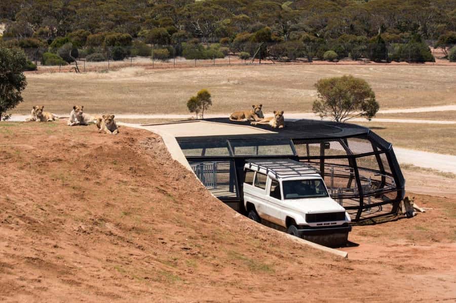 Monarto Safari Park: General Admission Tickets - Why Monarto feels different from a city zoo