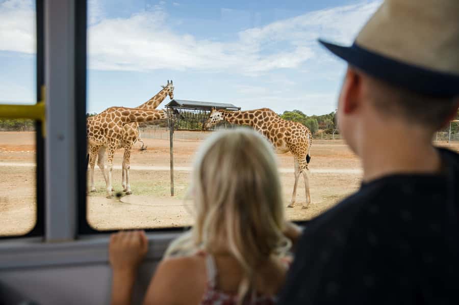 Monarto Safari Park: General Admission Tickets - Starting at the entrance and planning your route