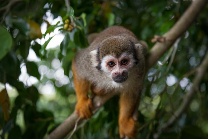Monkeyland and Plantation Safari Tour from Punta Cana - Key points to know before you book