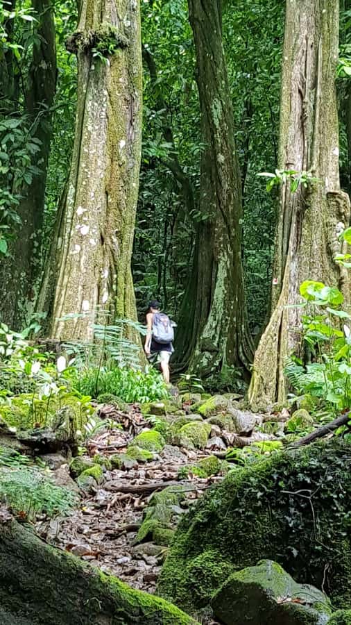 Moorea : Safari Nature and Culture Tour with local guide - Cook’s Bay connects Moorea to the first navigators