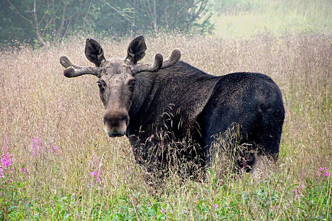 Moose Safari Bodo, Norway, Meet the Largest Land Animal in Europe - Meeting the moose after 7 pm