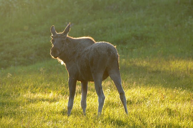 Moose Safari Bodo, Norway, Meet the Largest Land Animal in Europe - Guides who know the Bodø area