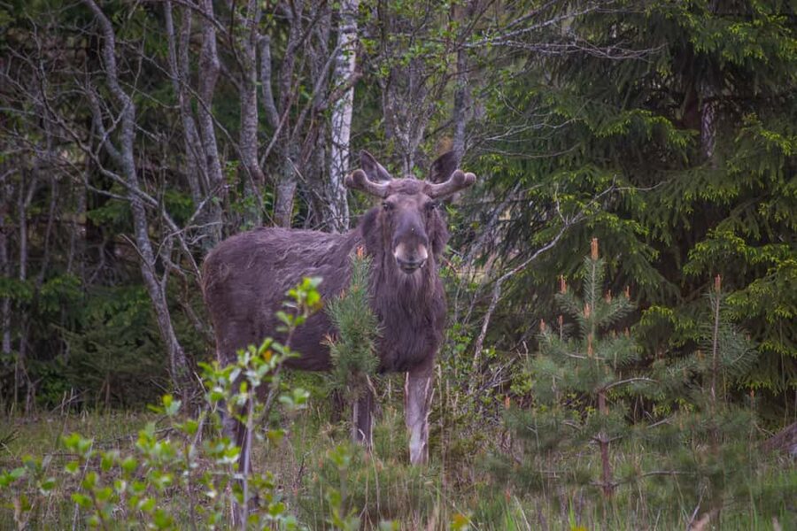 Moose safari with campfire dinner from Helsinki - Key points to know before booking