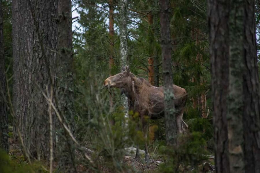 Moose safari with campfire dinner from Helsinki - Booking flexibility and practical details
