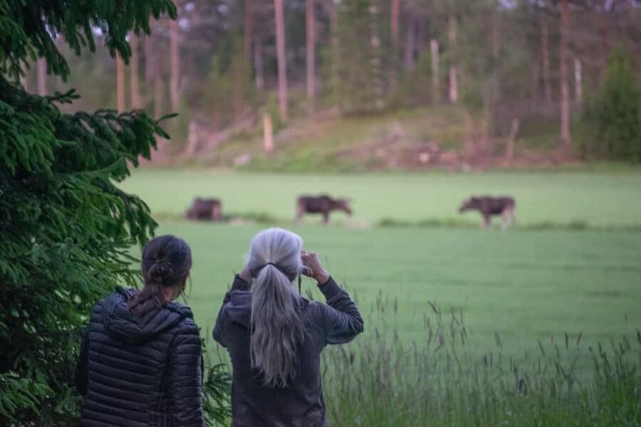 Moose safari with campfire dinner from Helsinki - From central Helsinki to the Porkkala Peninsula