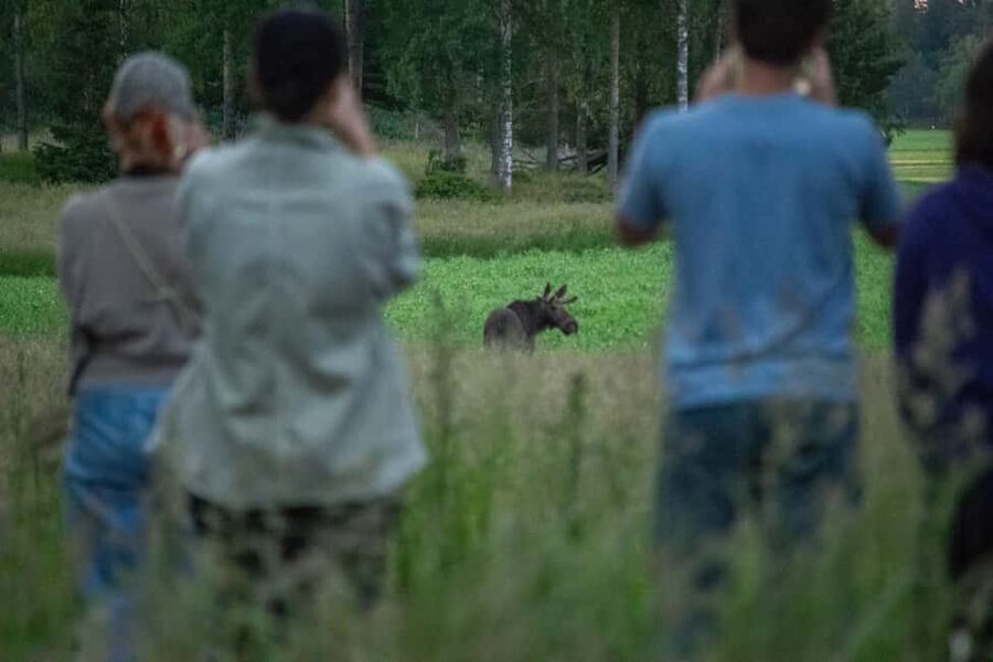 Moose safari with campfire dinner from Helsinki - Why dusk is the right time for the search