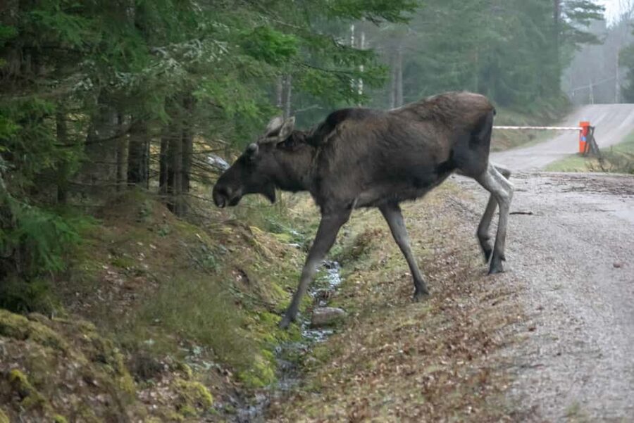 Moose safari with campfire dinner from Helsinki - Moose, deer, eagles, and the limits of wildlife watching