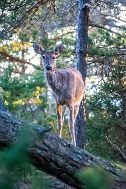 Moose safari with campfire dinner from Helsinki - What the scenery adds to the evening