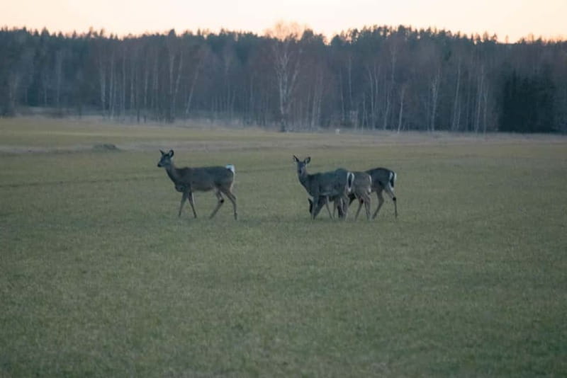 Moose safari with campfire dinner from Helsinki - The van ride back to Helsinki