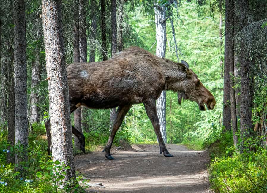 Moose safari with campfire dinner from Helsinki - Is $159 a fair price?