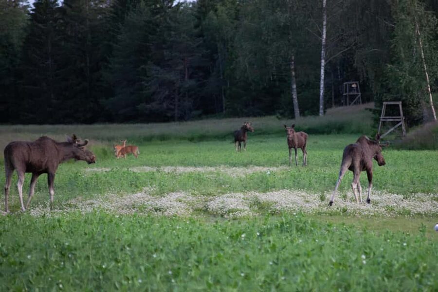 Moose safari with campfire dinner from Helsinki - A Finnish campfire meal in the woods