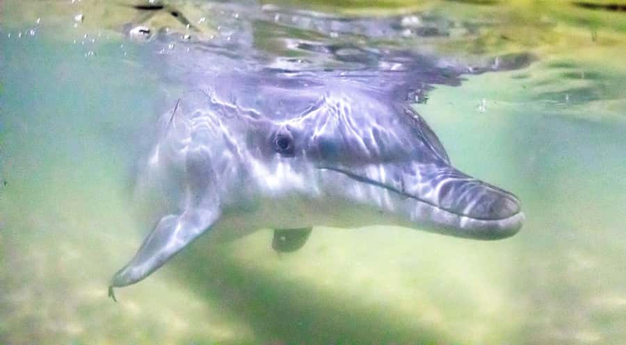 Moreton Island: Tangalooma Desert Safari and Dolphin Feeding - Lunch with a $25 voucher