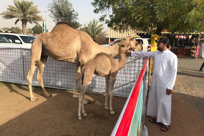 Morning Dubai Desert Safari with Sand boarding and Camel Ride - Should You Add the Quad Bike or Buggy?