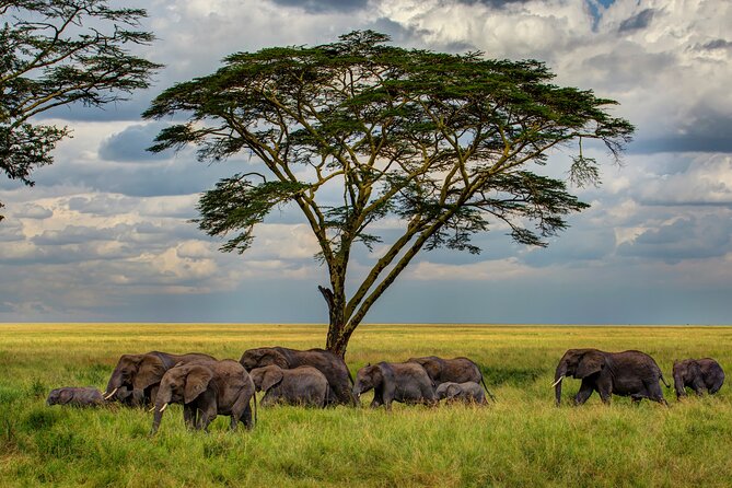Multi-Day Camping Safari Experience in Arusha - Day 1: Tarangire’s elephants and baobabs
